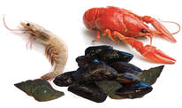 grouping of a crawfish, head-on shrimp and whelk