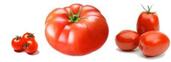 several varieties of beautiful red tomatoes including Roma Tomatoes