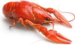 A red crawfish, a view from the head