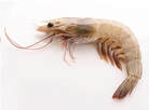 White head-on shrimp, full view