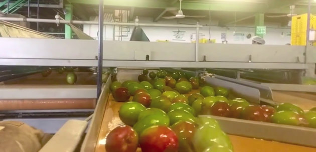 Deep red and brilliant green mangoes are sorted and sized using baffles to direct the fruit