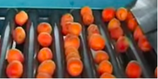 Red-orange apricots are displayed and sorted by size on a Kerian Sizer