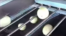 Pale green cantaloupe melons dropping through rollers on a Speed Sizer