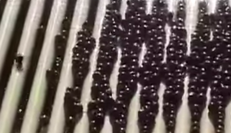 Small dark red cherries being sorted on plastic-covered rollers
