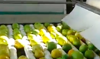Bright yellow and green lemons sorted by sizer on plastic rollers