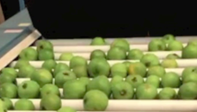 Bright green guava are sorted and sized on plastic rollers