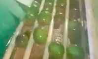 Green mangoes are sorted by sizer along plastic rollers on a Speed Sizer