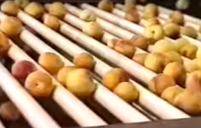 Pale yellow peaches on plastic roller being sorted by size