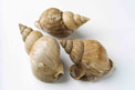three grey-white whorled whelk shells arranged in a group